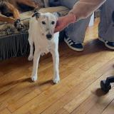 Picture of dog lost at Gonneville Sur Mer