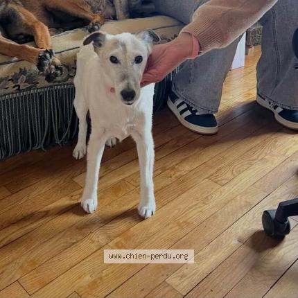 Photo 1/1 Bidou Chien lost in Gonneville sur mer