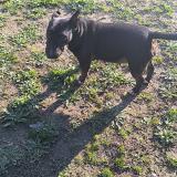 Picture of dog lost at Monteux