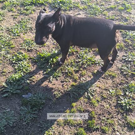 Photo 1/1 Golda Chien lost in Monteux