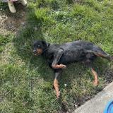Picture of dog found at Moissac