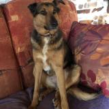 Picture of dog lost at Villepot