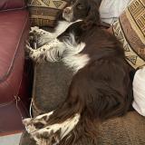 Picture of dog lost at Octeville Sur Mer