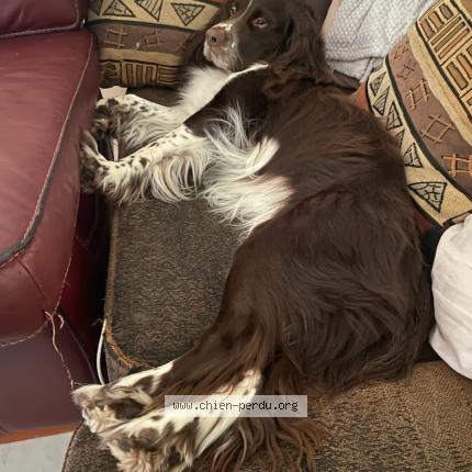 Photo 1/1 Nelson Chien lost in Octeville sur mer