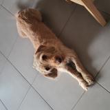 Picture of dog lost at Rauzan