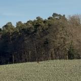 Picture of dog found at Amay