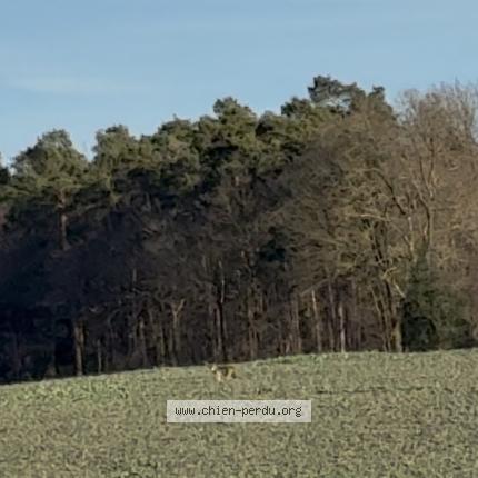 Photo 1/1 Found dog Found in Amay