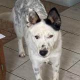 Picture of dog lost at Marsolan