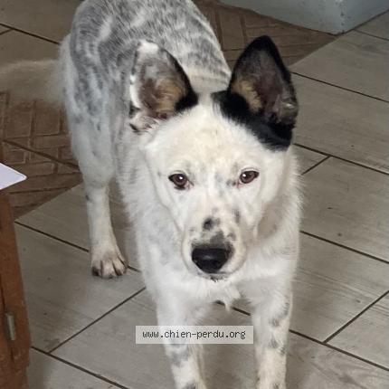 Photo 1/1 Snoopie Chien lost in Marsolan