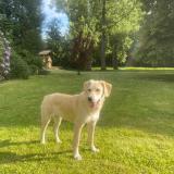 Picture of dog lost at Sombreffe