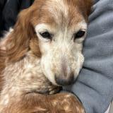 Picture of dog found at Meyreuil