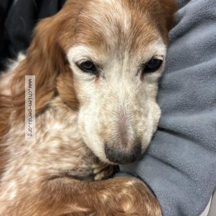 Photo 1/1 Found dog Found in Meyreuil