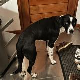 Picture of dog found at Voiron