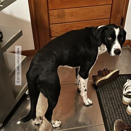 Photo 1/1 Found dog Found in Voiron