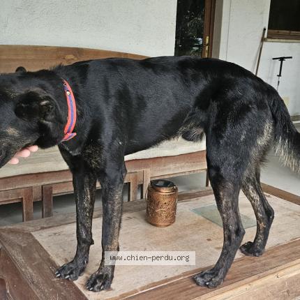 Photo 1/1 Found dog Found in La trinie