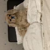 Picture of dog lost at Brossard