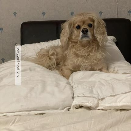 Photo 1/1 Woody Dog lost in Brossard