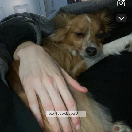 Photo 1/1 Oklee Dog lost in Blackwell