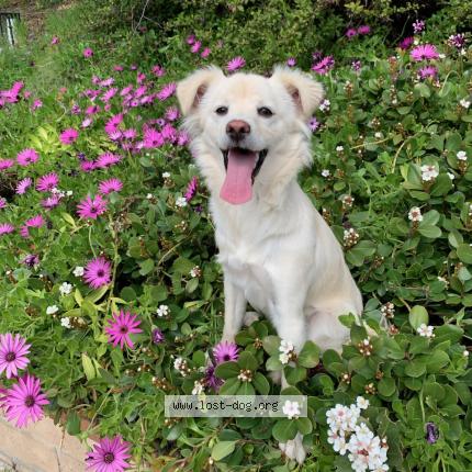 Photo 1/1 Queenie Dog lost in Walnut