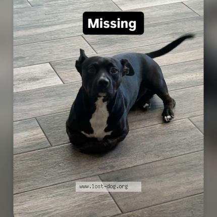 Photo 1/1 Toto Dog lost in Moreno valley