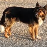 Picture of dog lost at Marsolan