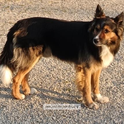 Photo 1/1 Tom Chien lost in Marsolan