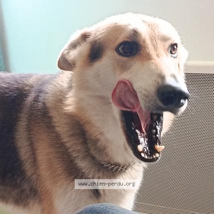 Photo 1/1 Roxy Chien lost in Montmirail