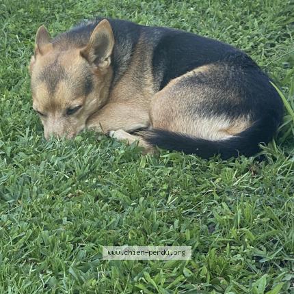 Photo 1/1 Joy Chien lost in Audenge