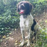 Picture of dog lost at Curtil Sous Buffieres