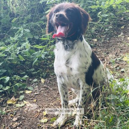 Photo 1/1 Loulou Chien lost in Curtil sous buffieres
