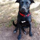 Picture of dog lost at La Palme