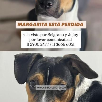 Photo 1/1 Margarita Chien lost in Caba