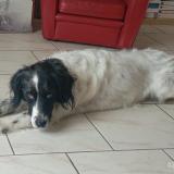 Picture of dog lost at Marciac