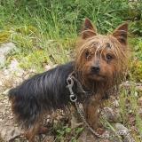 Picture of dog lost at Sainte Mariekerque