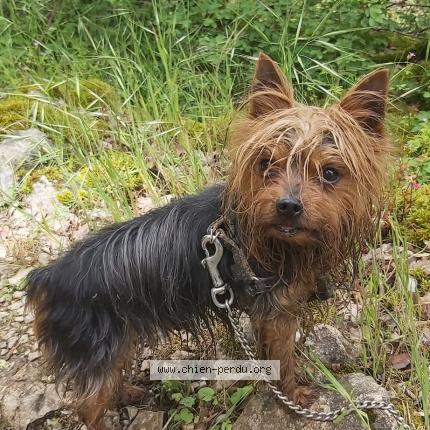 Photo 1/1 Mozart Chien lost in Sainte mariekerque