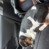 Picture of dog found at Cordemais