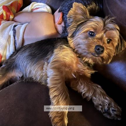 Photo 1/1 Dolly Dog lost in Corpus christi