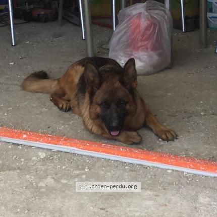 Photo 1/1 Maya Dog lost in Montelimar