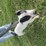 Picture of dog found at Freigne