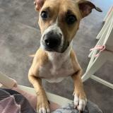 Picture of dog lost at Villenave D Ornon