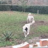 Picture of dog lost at Leon