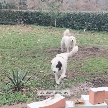 Photo 1/1 Vauban Chien lost in Leon