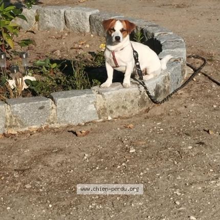 Photo 1/1 Princesse Chien lost in Les eglisottes