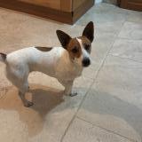 Picture of dog lost at Larnas