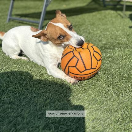 Photo 2/2 Pepita Chien lost in Larnas