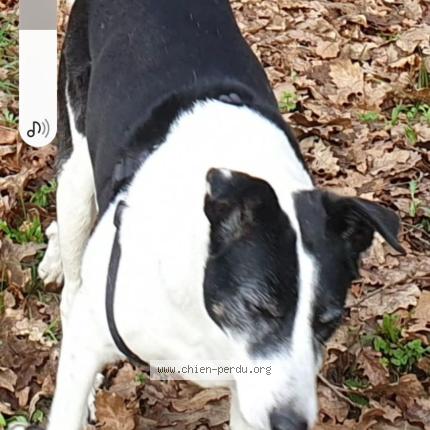 Photo 1/1 Ode Chien lost in Ayzieu