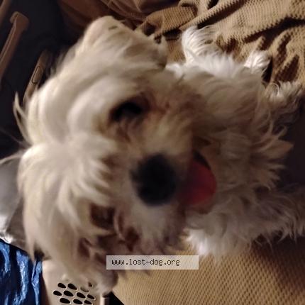 Photo 1/1 Found dog Found in Phoenix