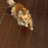 Picture of dog lost at El Mirage