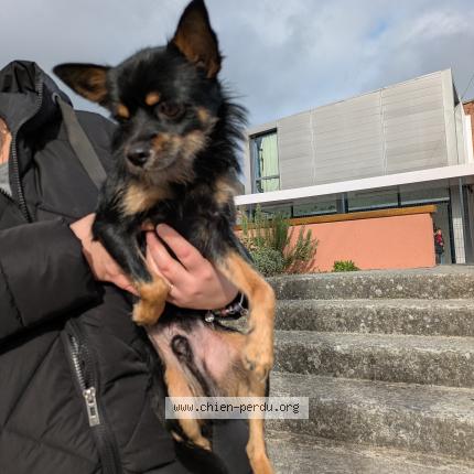 Photo 1/1 Found dog Found in Marly