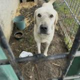 Picture of dog found at Le Veurdre